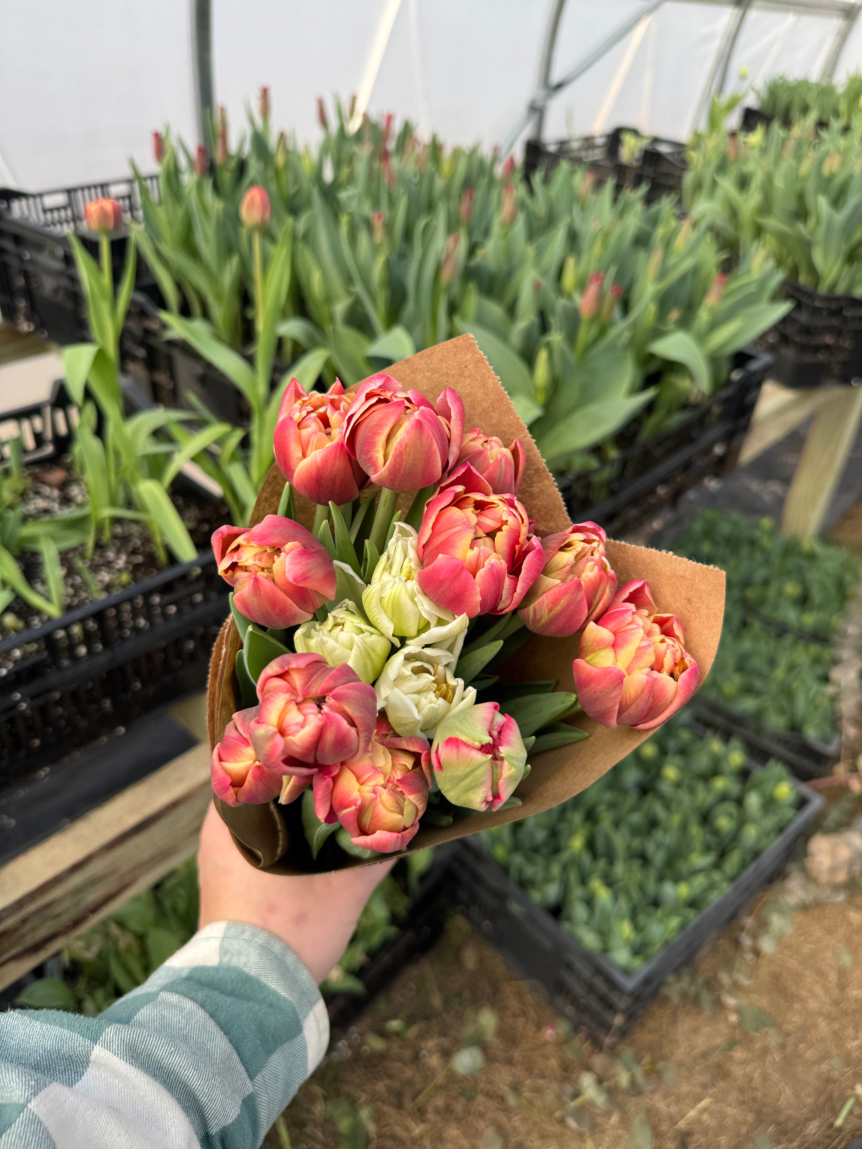 Valentine's Tulip Bouquets Pre-Order
