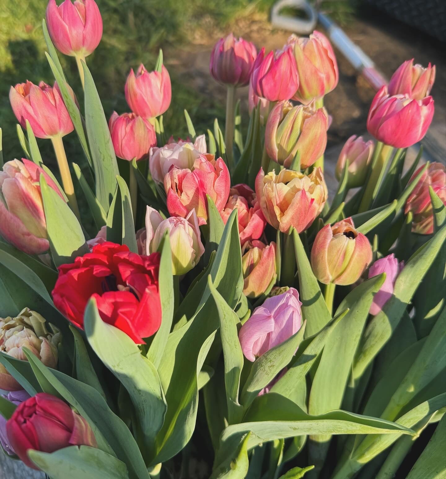 Valentine's Tulip Bouquets Pre-Order