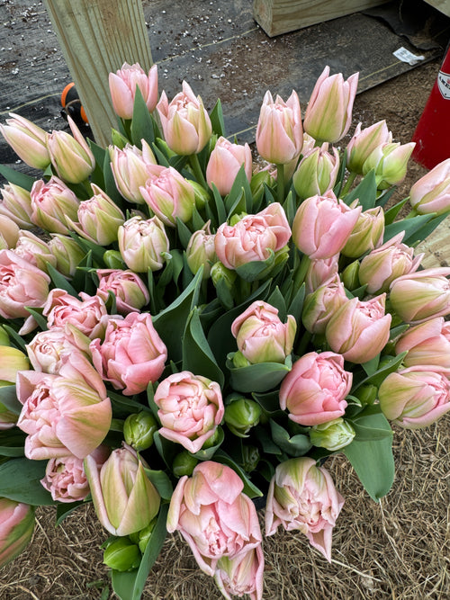 Valentine's Tulip Bouquets Pre-Order
