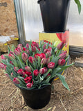 Bucket O' Tulips